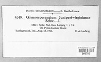 Gymnosporangium juniperi-virginianae image